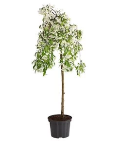 Hänge-Zier-Apfel 'Fontana', Stämmchen