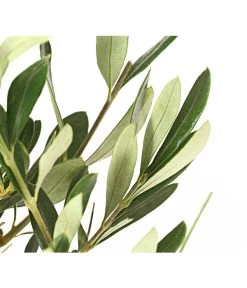 Olive, Busch 10 Olive, Busch -Gartenpflanzen Verkauf 7296908 WE DE 001 OleaEuropaeaT16DehnerExpressHerzig