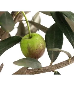 Olive, Busch 11 Olive, Busch -Gartenpflanzen Verkauf 7296908 WE DE 001 OliveEuropeaT15