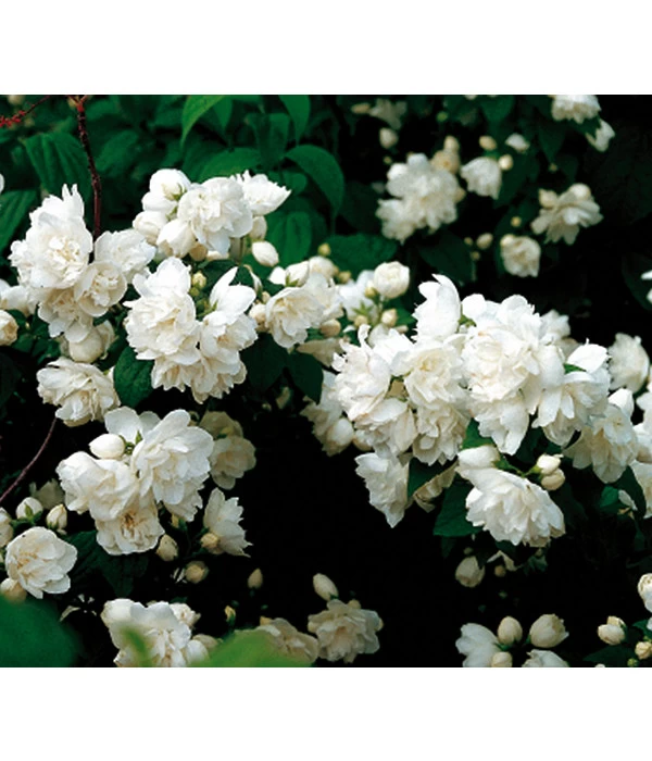 Gefüllter Gartenjasmin 'Schneesturm' 1 Gefüllter Gartenjasmin 'Schneesturm'