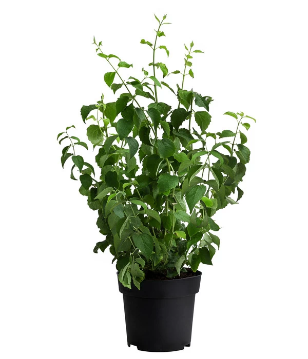 Gefüllter Gartenjasmin 'Schneesturm' 2 Gefüllter Gartenjasmin 'Schneesturm' – Bild 2