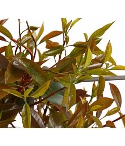 Purpur-Glanzmispel 'Red Robin', Ca. 150-160 Cm 5 Purpur-Glanzmispel 'Red Robin', Ca. 150-160 Cm -Gartenpflanzen Verkauf 7305311 WE DE 001 PhotiniaGlanzmispelRedRobin50LSpalierDehnerExpressHerzig