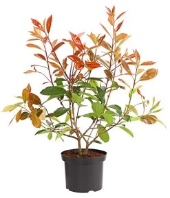 Purpur-Glanzmispel 'Red Robin'