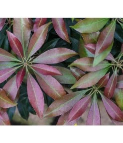Schattenglöckchen, Japanische Lavendelheide 'Katsura'