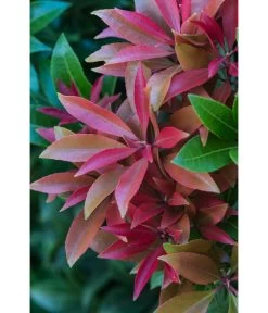 Dehner Schattenglöckchen, Japanische Lavendelheide 'Mountain Fire' -Gartenpflanzen Verkauf 7322696 PR DE 001 PierisJaponicaMountainFire