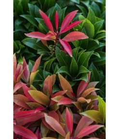 Dehner Schattenglöckchen, Japanische Lavendelheide 'Mountain Fire' -Gartenpflanzen Verkauf 7322696 PR DE 002 PierisJaponicaMountainFire