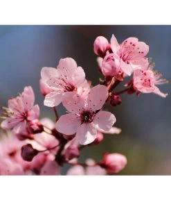 Blut-Pflaume 'Nigra'