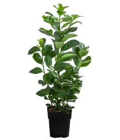 Kirschlorbeer 'Etna'