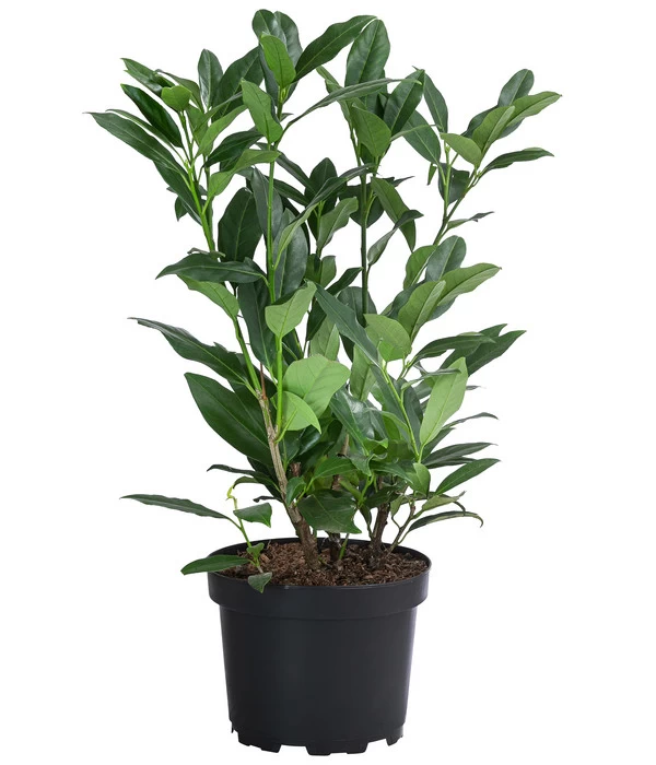 2-3 Meter Kirschlorbeer 'Herbergii', 10 X Ca. 60-70 Cm 2 2-3 Meter Kirschlorbeer 'Herbergii', 10 X Ca. 60-70 Cm – Bild 2