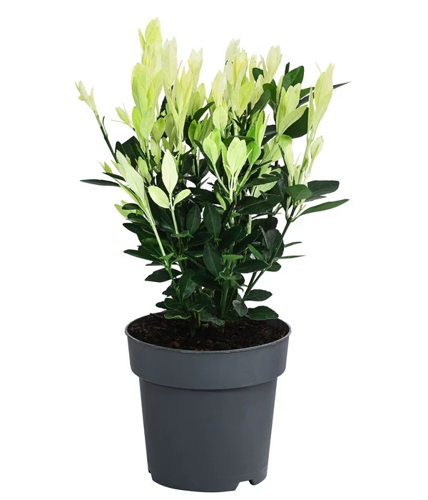 Japanischer Spindelstrauch 'Extravaganza' 1 Japanischer Spindelstrauch 'Extravaganza'