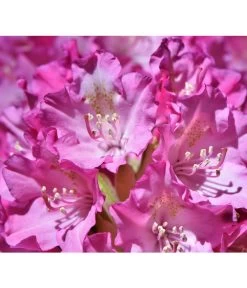 Rhododendron 'Goldflimmer'