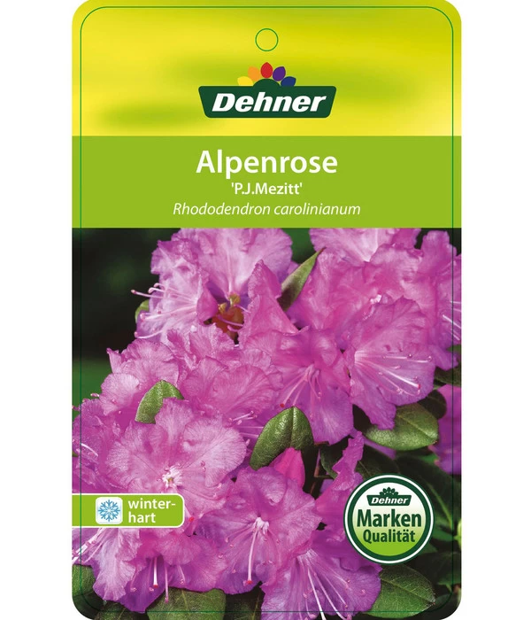 Rhododendron 'P. J. Mezitt' 2 Rhododendron 'P. J. Mezitt' – Bild 2