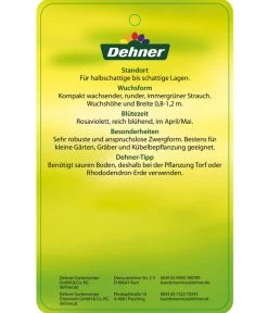 Rhododendron 'P. J. Mezitt' 7 Rhododendron 'P. J. Mezitt' -Gartenpflanzen Verkauf 7426638 RhododendronPJMezitt Etikett 02