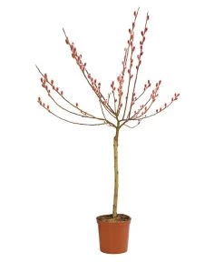 Rotkätzchenweide, Stämmchen