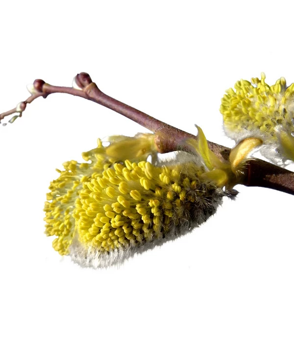 Kriech-Weide 'Iona', Stämmchen 2 Kriech-Weide 'Iona', Stämmchen – Bild 2