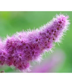 Kolbenspiere 'Triumphans'