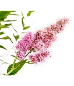 Kolbenspiere 'Triumphans' -Gartenpflanzen Verkauf 7483472 WE DE 001 SpiraeaTriumphansKolbenspiere5LDehnerExpressHerzig