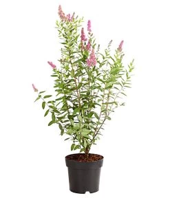 Gartenpflanzen Verkauf -Gartenpflanzen Verkauf 7483472 WE FS 001 SpiraeaTriumphansKolbenspiere5LDehnerExpressHerzig