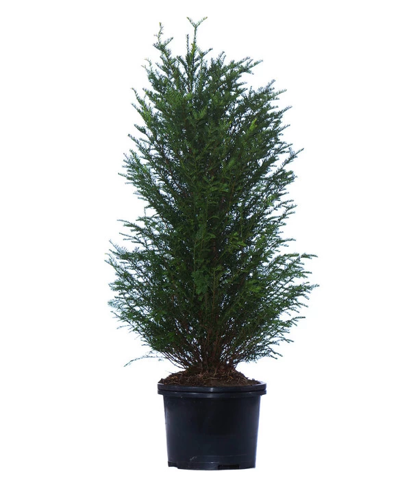 3 Meter Europäische Eibe, 6 X Ca. 125-150 Cm 2 3 Meter Europäische Eibe, 6 X Ca. 125-150 Cm – Bild 2