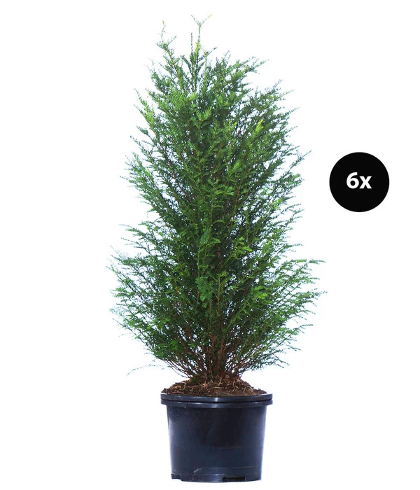 3 Meter Europäische Eibe, 6 X Ca. 125-150 Cm 1 3 Meter Europäische Eibe, 6 X Ca. 125-150 Cm