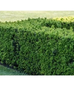 3 Meter Europäische Eibe, 6 X Ca. 125-150 Cm 8 3 Meter Europäische Eibe, 6 X Ca. 125-150 Cm -Gartenpflanzen Verkauf 7496714 PR MO 001 TaxusEibeBGALucknerMai2017