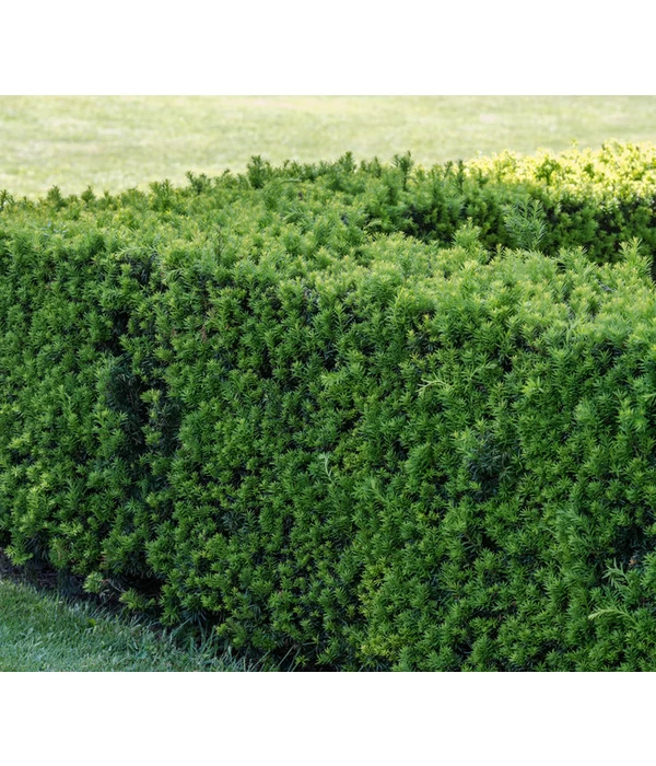 3 Meter Europäische Eibe, 6 X Ca. 125-150 Cm 3 3 Meter Europäische Eibe, 6 X Ca. 125-150 Cm – Bild 3