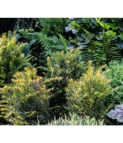 3 Meter Europäische Eibe, 6 X Ca. 125-150 Cm 9 3 Meter Europäische Eibe, 6 X Ca. 125-150 Cm -Gartenpflanzen Verkauf 7496714 PR MO 001 TaxusEibeGWLucknerMai2017