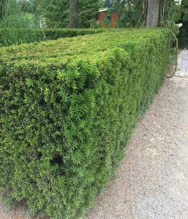 3 Meter Europäische Eibe, 6 X Ca. 125-150 Cm 5 3 Meter Europäische Eibe, 6 X Ca. 125-150 Cm – Bild 5