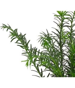 3 Meter Europäische Eibe, 6 X Ca. 125-150 Cm 11 3 Meter Europäische Eibe, 6 X Ca. 125-150 Cm -Gartenpflanzen Verkauf 7497100 PR DE 002 TaxusEibeBaccata9CDehnerExpressHerzig