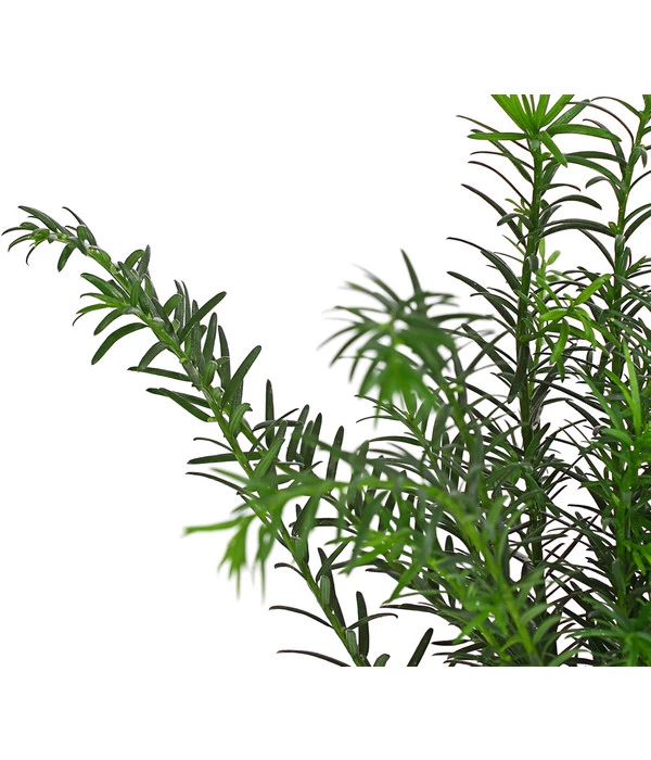 3 Meter Europäische Eibe, 6 X Ca. 125-150 Cm 6 3 Meter Europäische Eibe, 6 X Ca. 125-150 Cm – Bild 6