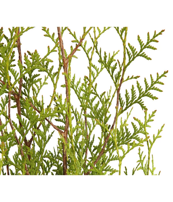 16 Meter Lebensbaum 'Brabant', 40 X Ca. 125-150 Cm 3 16 Meter Lebensbaum 'Brabant', 40 X Ca. 125-150 Cm – Bild 3