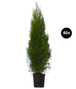 16 Meter Lebensbaum 'Smaragd', 40 X Ca. 125-150 Cm