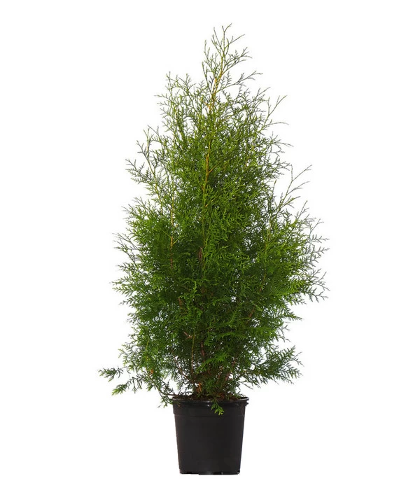 16 Meter Lebensbaum 'Brabant', 40 X Ca. 125-150 Cm 2 16 Meter Lebensbaum 'Brabant', 40 X Ca. 125-150 Cm – Bild 2