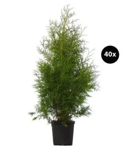 16 Meter Lebensbaum 'Brabant', 40 X Ca. 125-150 Cm