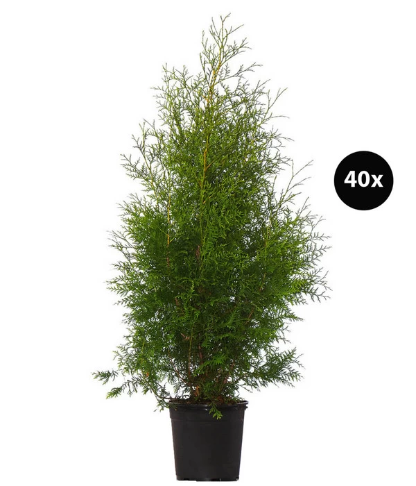 16 Meter Lebensbaum 'Brabant', 40 X Ca. 125-150 Cm 1 16 Meter Lebensbaum 'Brabant', 40 X Ca. 125-150 Cm