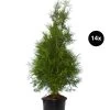 7 Meter Lebensbaum 'Brabant', 14 X Ca. 125-150 Cm