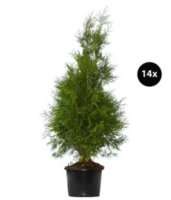 7 Meter Lebensbaum 'Brabant', 14 X Ca. 125-150 Cm