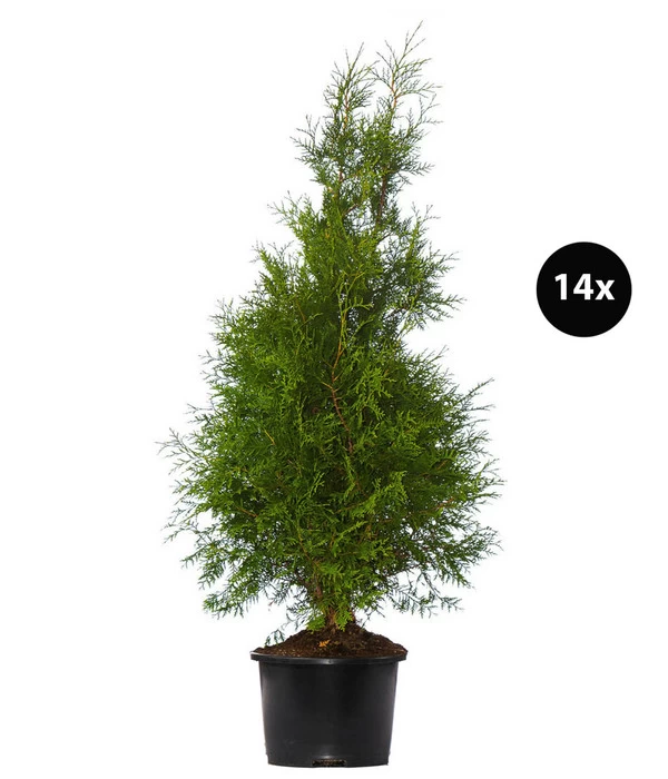 7 Meter Lebensbaum 'Brabant', 14 X Ca. 125-150 Cm 1 7 Meter Lebensbaum 'Brabant', 14 X Ca. 125-150 Cm