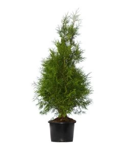 Gartenpflanzen Verkauf -Gartenpflanzen Verkauf 7512676 WE FS 002 LebensbaumBrabantThujaOccidentalis7Meter