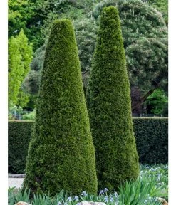 Lebensbaum 'Smaragd' -Gartenpflanzen Verkauf 7513534 WE MO 002 ThujaSmaragdFormschnitt