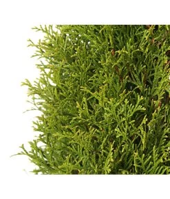 Lebensbaum 'Smaragd' -Gartenpflanzen Verkauf 7513757 PR DE 004 LebensbaumThujaOccidentalisSmaragd3LDehnerExpressHerzig