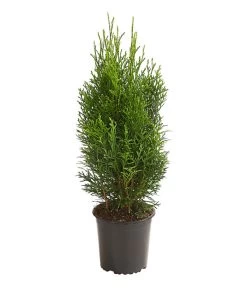 Lebensbaum 'Smaragd'