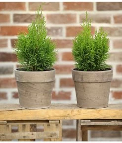 Lebensbaum 'Smaragd' -Gartenpflanzen Verkauf 7513823 PR MO 001 LebensbaumThujaSmaragd13cmDehnerExpressHerzig