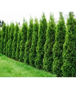 Lebensbaum 'Smaragd' -Gartenpflanzen Verkauf 7513922 WE MO 001 LebensbaumSmaragdThujaFotolia 64537582