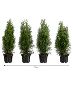 1 Meter Lebensbaum 'Smaragd', 4 X Ca. 60-70 Cm