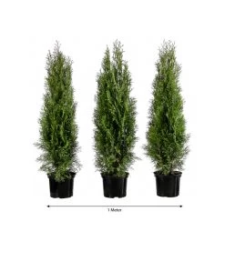 1 Meter Lebensbaum 'Smaragd', 3 X Ca. 80-100 Cm