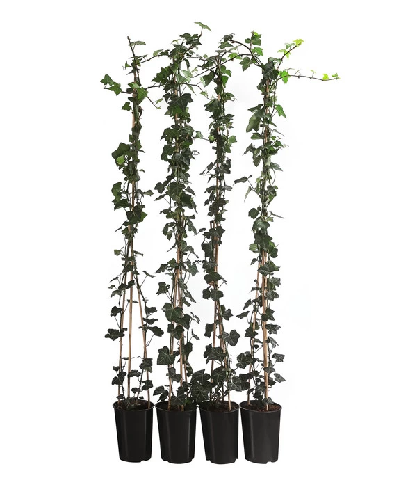 1 Meter Großblättriger Efeu 'Hibernica', 4 X Ca. 150 Cm 1 1 Meter Großblättriger Efeu 'Hibernica', 4 X Ca. 150 Cm