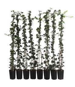 2 Meter Großblättriger Efeu 'Hibernica', 8 X Ca. 150 Cm