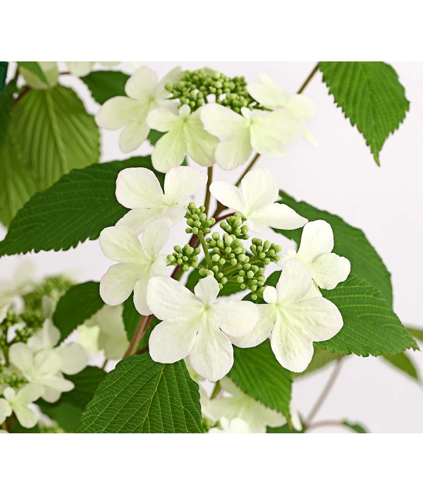 Schneeball 'Kilimandjaro Sunrise' 1 Schneeball 'Kilimandjaro Sunrise'