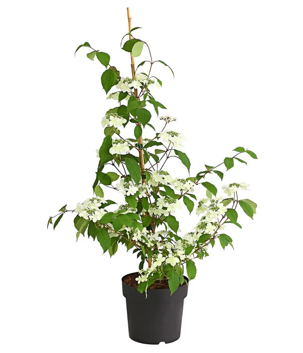 Schneeball 'Kilimandjaro Sunrise' 2 Schneeball 'Kilimandjaro Sunrise' – Bild 2